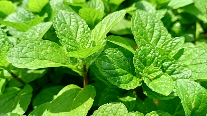 mint plant field hara podina pudina plant mint plant field podina pudina plant 213736742 2