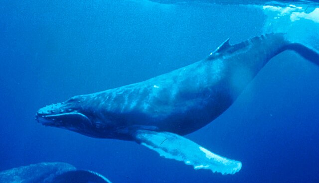 Humpback Whale underwater shot 14