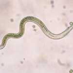 Parasites and your pet Worms 16