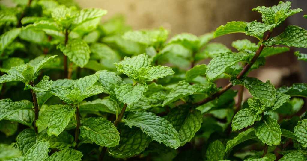 How to Grow Mint FB 16