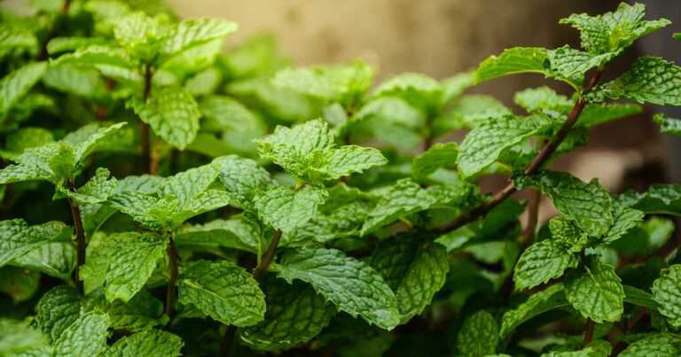 How to Grow Mint FB 5